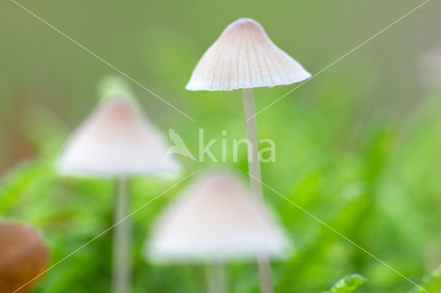 Graskleefsteelmycena (Mycena epipterygia)