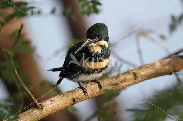 Groene IJsvogel (Chloroceryle americana)