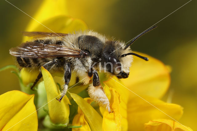 Grote bladsnijder (Megachile willughbiella)