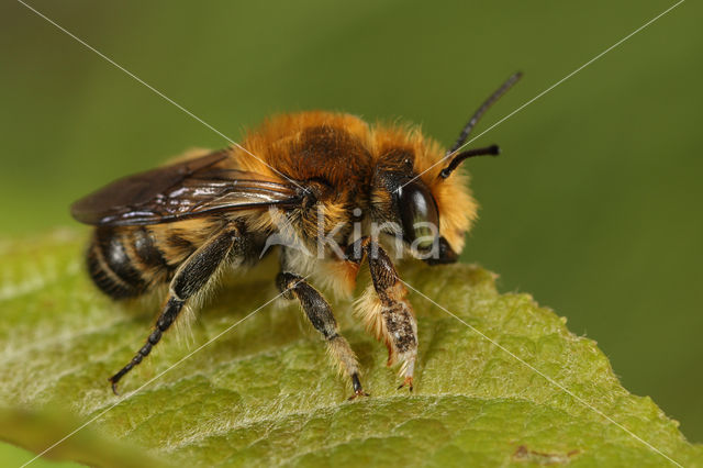 Grote bladsnijder (Megachile willughbiella)