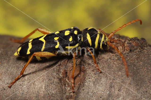 Grote Wespenbok (Plagionotus arcuatus)