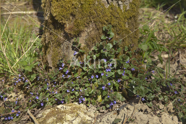 Hondsdraf (Glechoma hederacea)