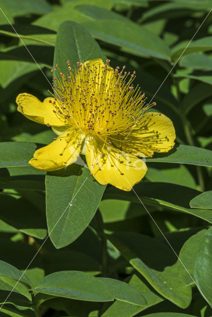 Hypericum calycinum