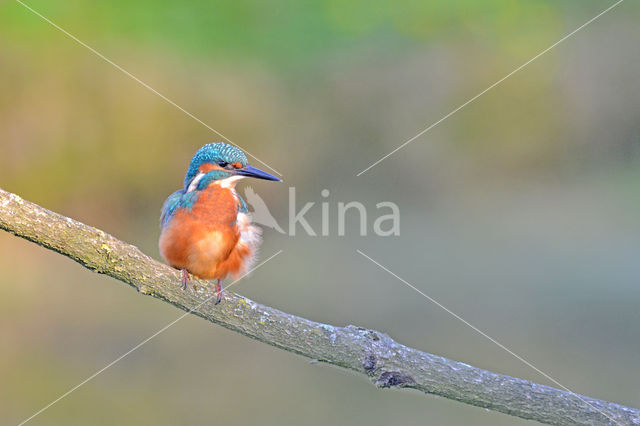 IJsvogel (Alcedo atthis)