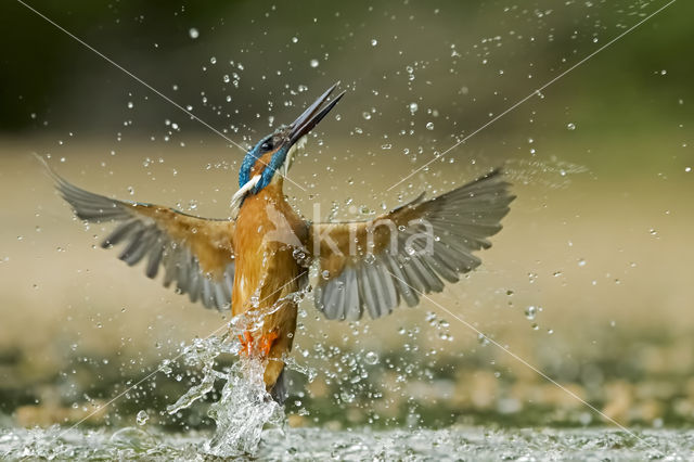 IJsvogel (Alcedo atthis)