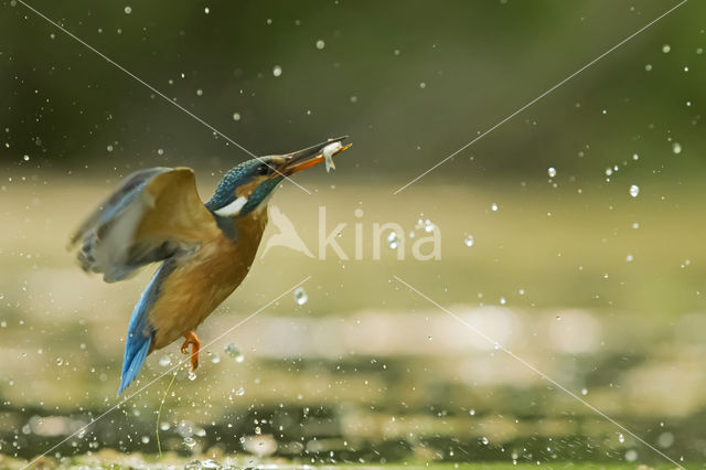 IJsvogel (Alcedo atthis)