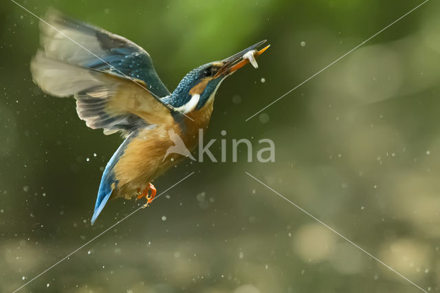 IJsvogel (Alcedo atthis)