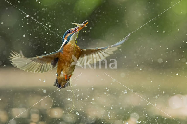 IJsvogel (Alcedo atthis)