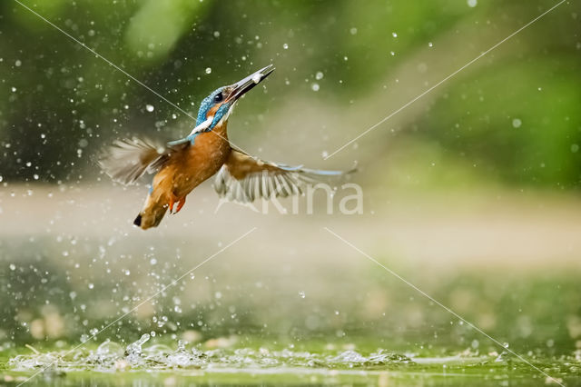 IJsvogel (Alcedo atthis)