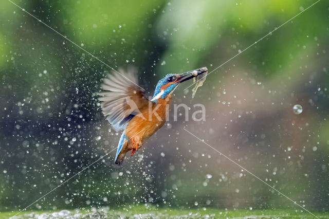 IJsvogel (Alcedo atthis)