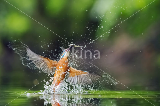 IJsvogel (Alcedo atthis)