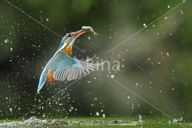 IJsvogel (Alcedo atthis)