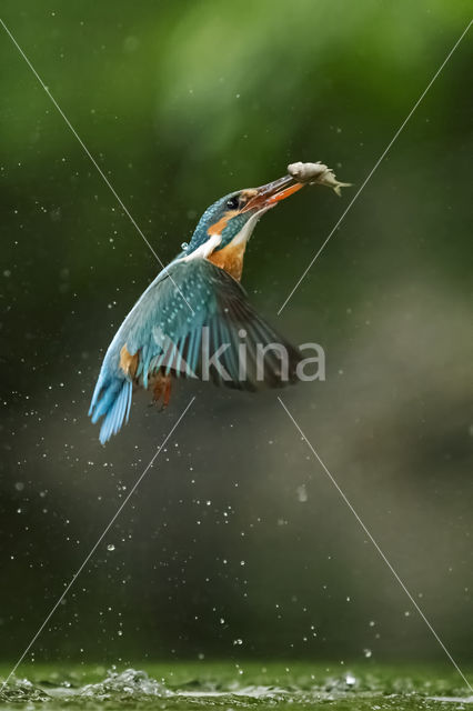 IJsvogel (Alcedo atthis)