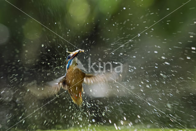 IJsvogel (Alcedo atthis)