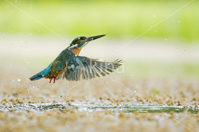 IJsvogel (Alcedo atthis)