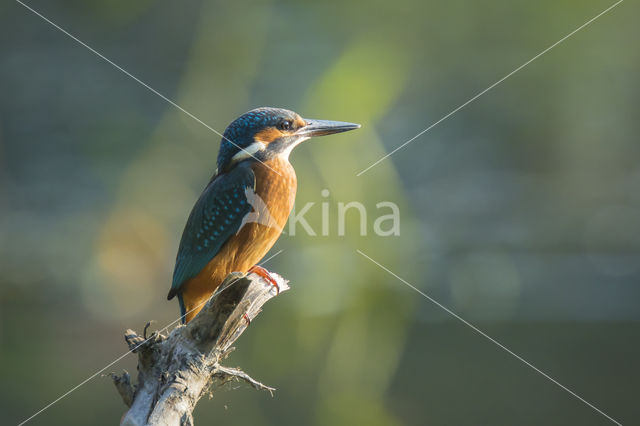 IJsvogel (Alcedo atthis)