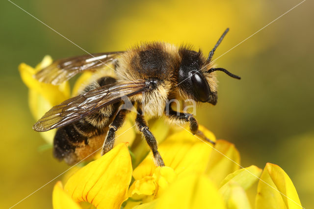 Klaverbehangersbij (Megachile ligniseca)