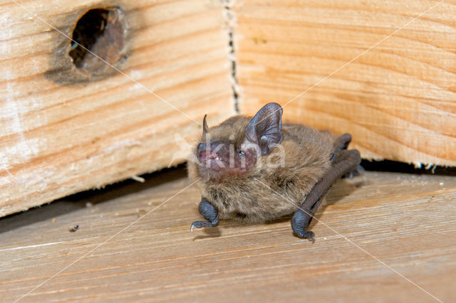 kleine dwergvleermuis (pipistrellus pygmaeus)