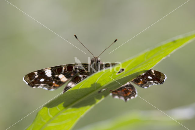 Landkaartje (Araschnia levana)