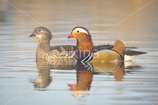 Mandarijneend (Aix galericulata)