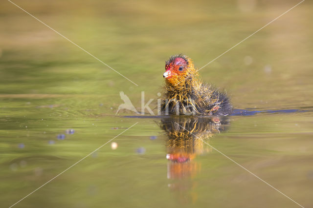 Meerkoet (Fulica atra)