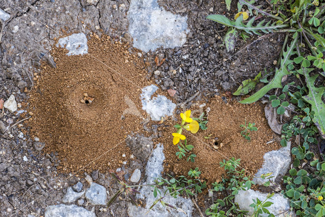 Mierenleeuw (Myrmeleontidae sp.)