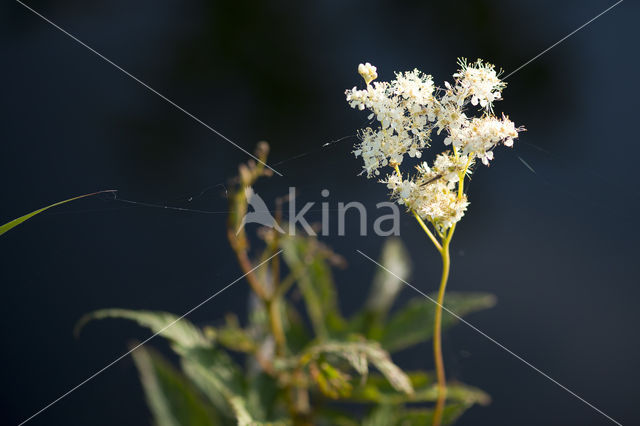 Moerasspirea (Filipendula ulmaria)