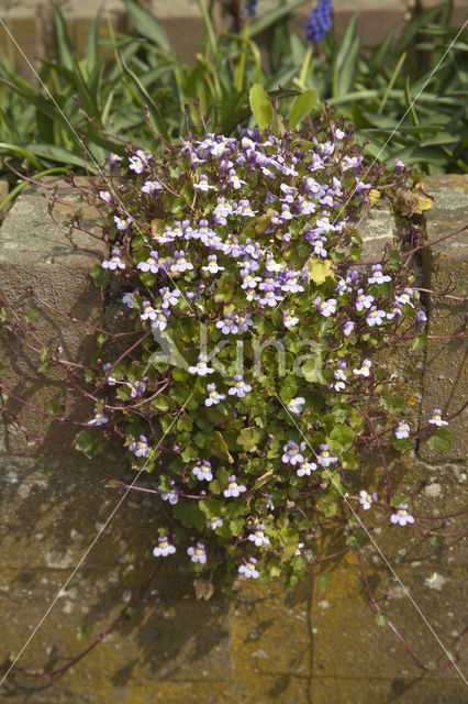 Muurleeuwenbek (Cymbalaria muralis)