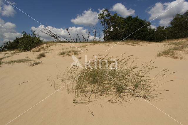 Nationaal Park Loonse en Drunense Duinen