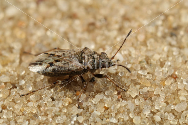 Nysius ericae