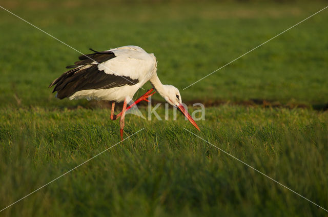 Ooievaar (Ciconia ciconia)