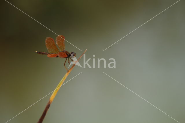 Perithemis mooma