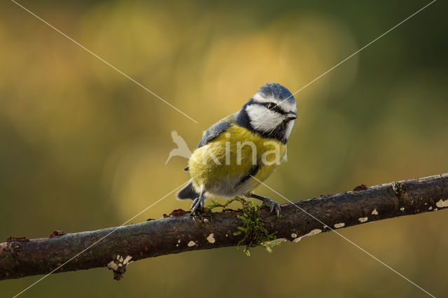 Pimpelmees (Parus caeruleus)