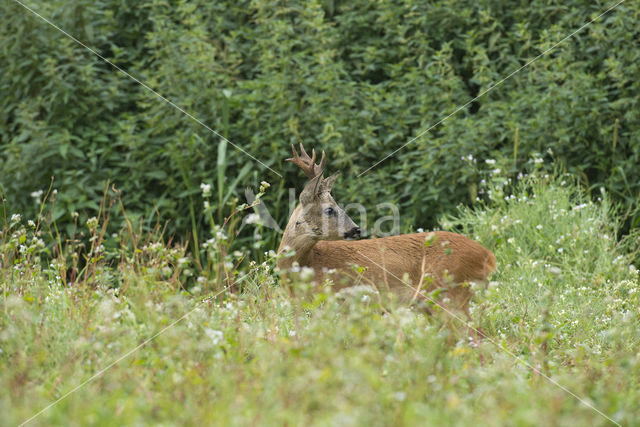 Ree (Capreolus capreolus)