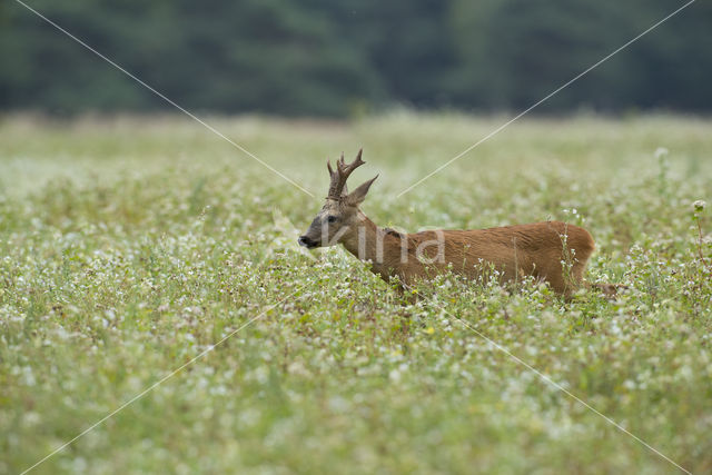 Ree (Capreolus capreolus)