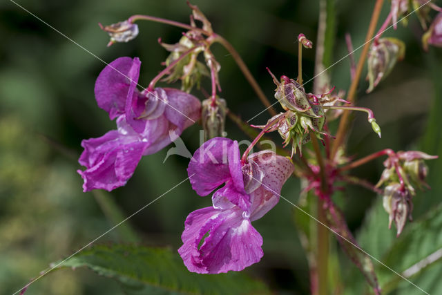 Reuzenbalsemien (Impatiens glandulifera)