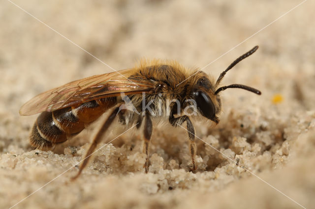 Roodbuikje (Andrena ventralis)