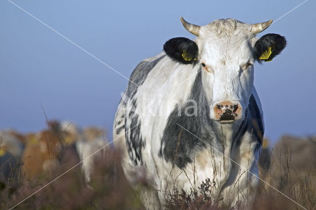 Simmentaler Koe (Bos domesticus)