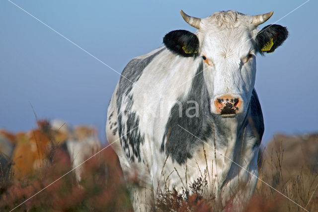 Simmentaler Koe (Bos domesticus)