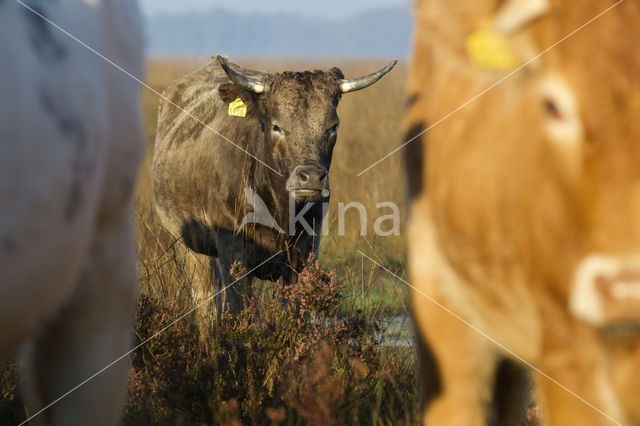 Simmentaler Koe (Bos domesticus)