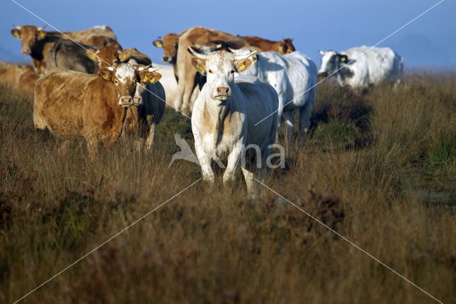 Simmentaler Koe (Bos domesticus)