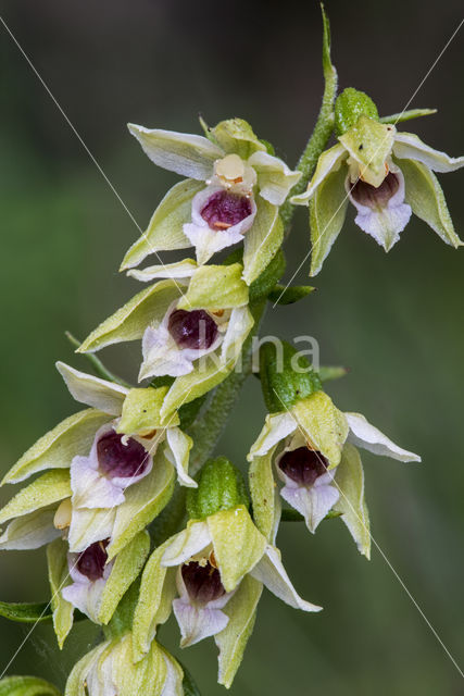 narrow-lipped helleborine (Epipactis leptochila)