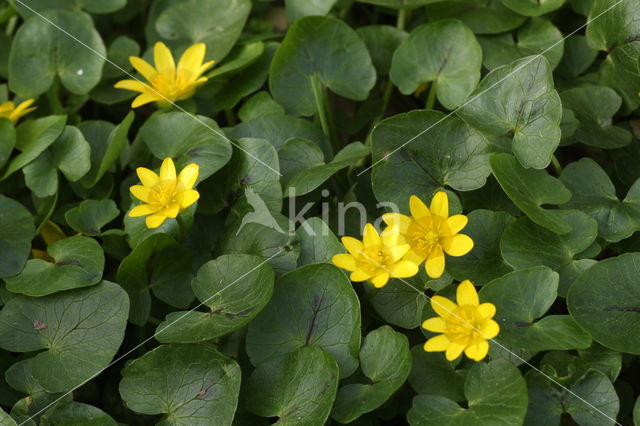 Lesser Celandine (Ranunculus ficaria)