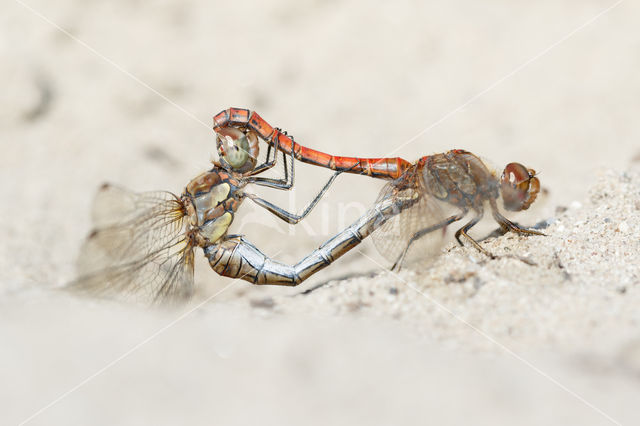 Steenrode heidelibel (Sympetrum vulgatum)