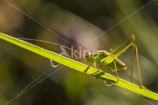 Struiksprinkhaan (Leptophyes punctatissima)