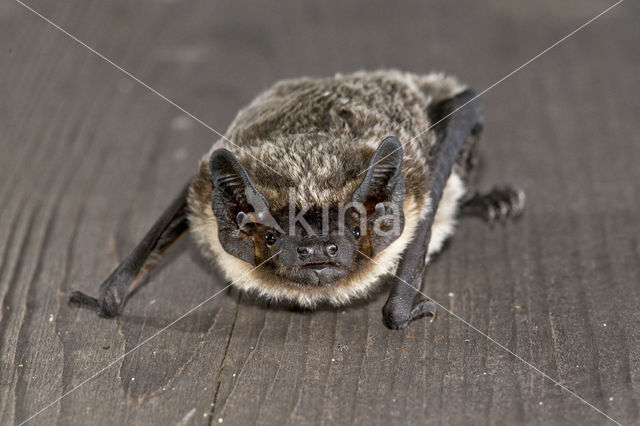 Tweekleurige vleermuis (Vespertilio murinus)