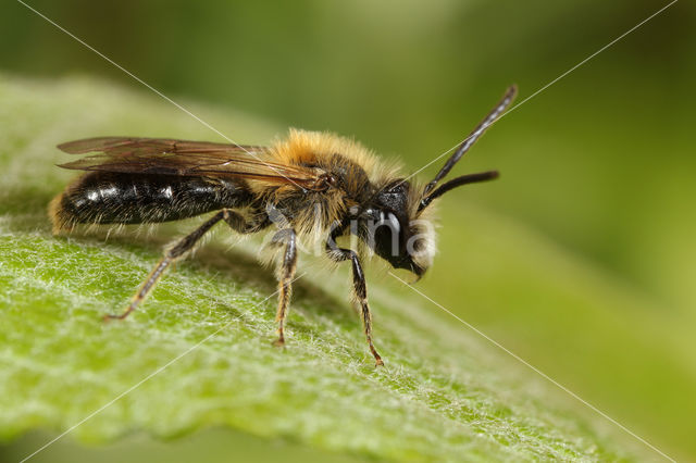 Valse rozenzandbij (Andrena helvola)