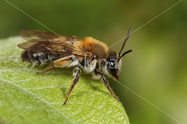 Valse rozenzandbij (Andrena helvola)