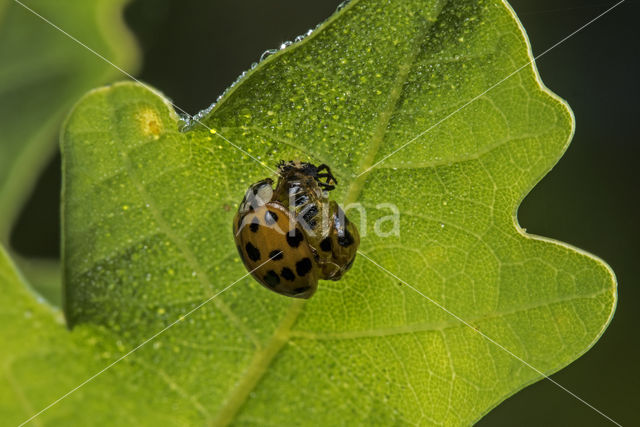 Veelkleurig aziatisch lieveheersbeestje (Harmonia axyridis)