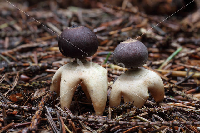 Vierslippige aardster (Geastrum quadrifidum)